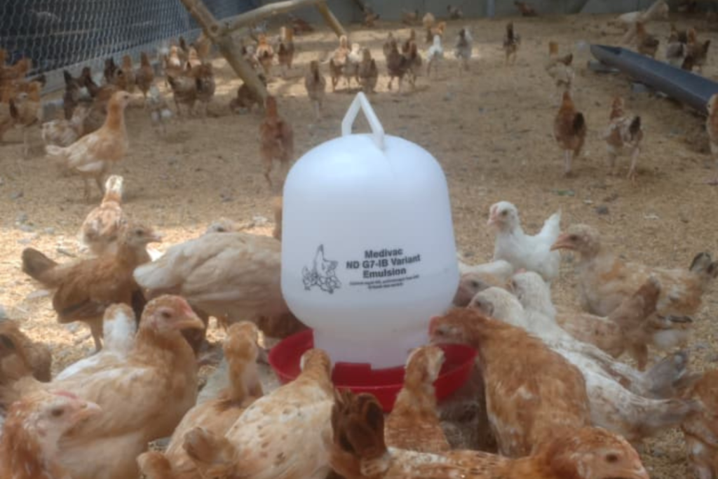 kandang ayam elba oraski sb