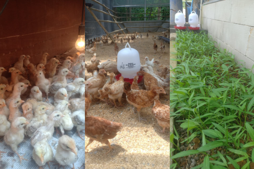 peternakan ayam elba dpd oraski sb diy di kulon progo