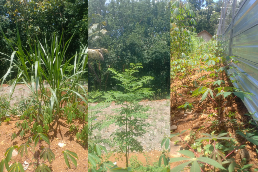 lumbung pakan mandiri peternakan ayam oraski sb