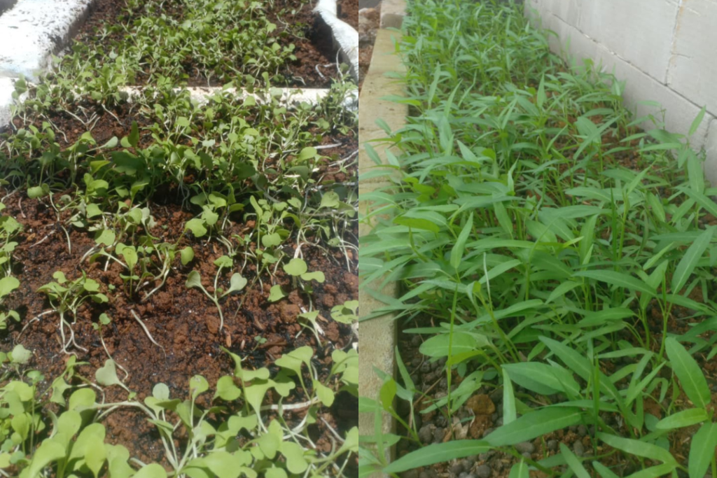 Pembibitan sawi dan kangkung