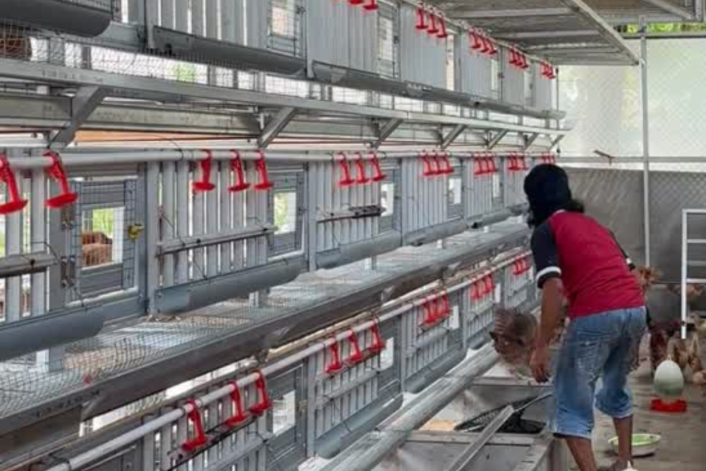 peternakan ayam elba oraski sb karawang
