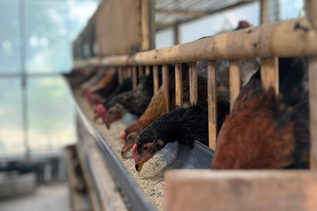 peternakan ayam elba oraski sb dpc karawang
