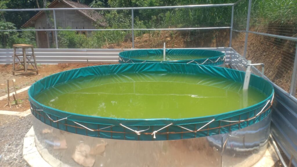 pengembangbiakan lele dumbo oraski sb